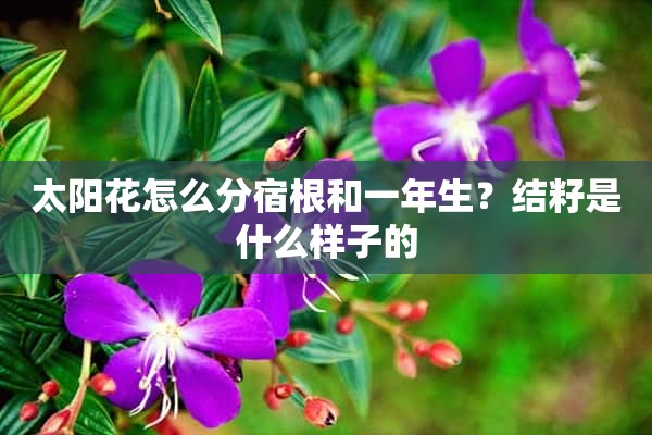 太阳花怎么分宿根和一年生？结籽是什么样子的