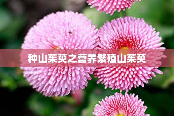 种山茱萸之营养繁殖山茱萸