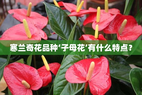 寒兰奇花品种‘子母花’有什么特点？