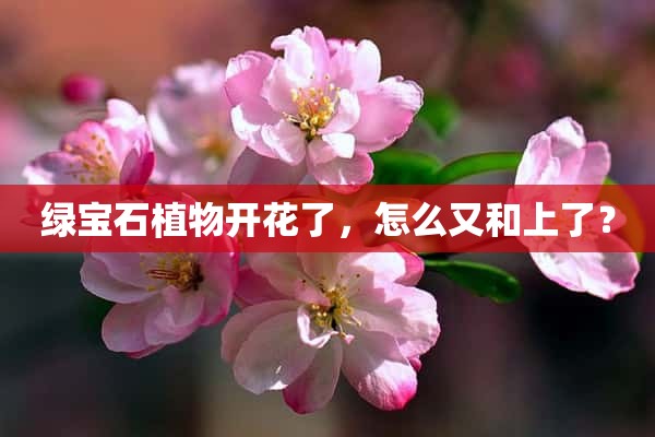 绿宝石植物开花了，怎么又和上了？