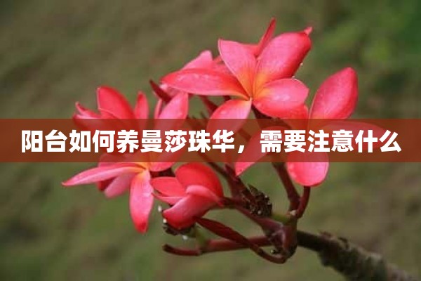 阳台如何养曼莎珠华，需要注意什么