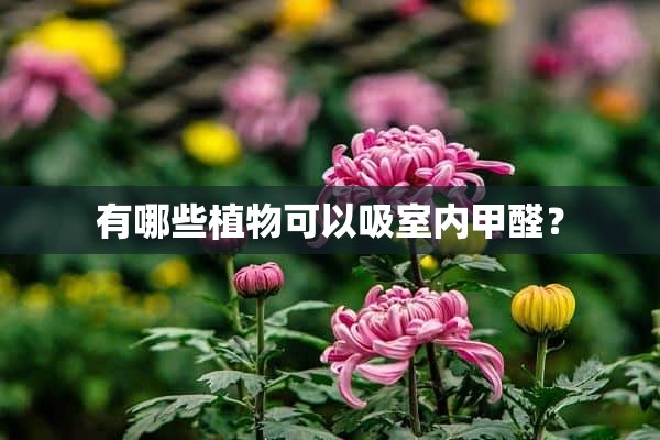 有哪些植物可以吸室内甲醛？