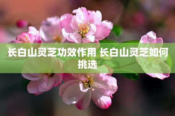 长白山灵芝功效作用 长白山灵芝如何挑选