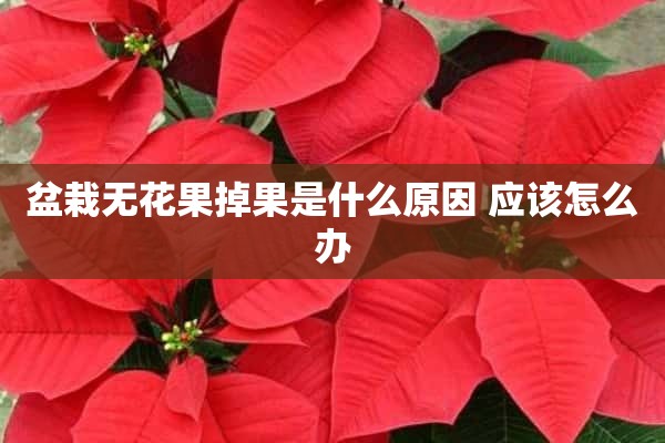 盆栽无花果掉果是什么原因 应该怎么办