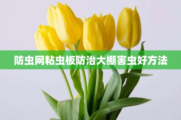 防虫网粘虫板防治大棚害虫好方法