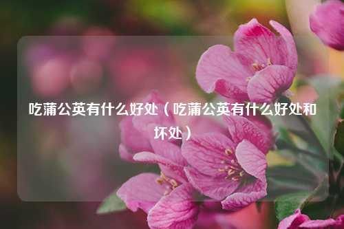 吃蒲公英有什么好处（吃蒲公英有什么好处和坏处） 花卉