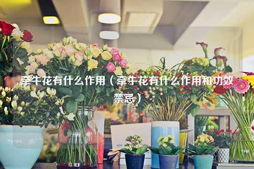 牵牛花有什么作用（牵牛花有什么作用和功效禁忌）