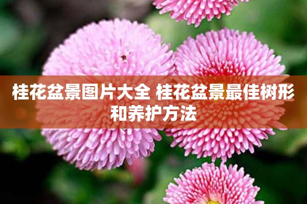 桂花盆景图片大全 桂花盆景最佳树形和养护方法