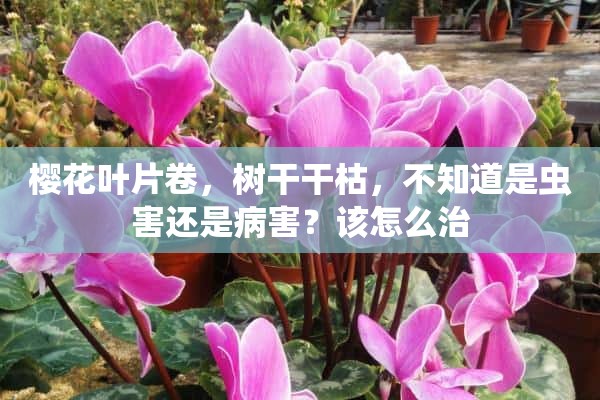 樱花叶片卷，树干干枯，不知道是虫害还是病害？该怎么治