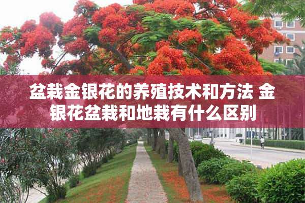 盆栽金银花的养殖技术和方法 金银花盆栽和地栽有什么区别