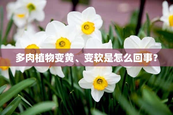 多肉植物变黄、变软是怎么回事？