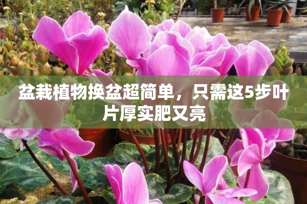 盆栽植物换盆超简单，只需这5步叶片厚实肥又亮