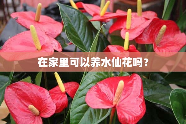 在家里可以养水仙花吗？