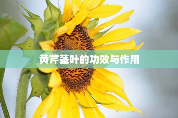 黄芹茎叶的功效与作用