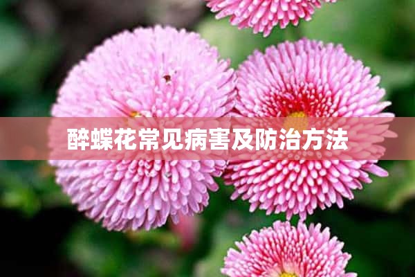 醉蝶花常见病害及防治方法