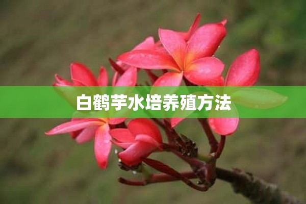 白鹤芋水培养殖方法