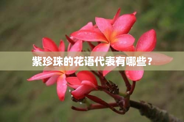 紫珍珠的花语代表有哪些？