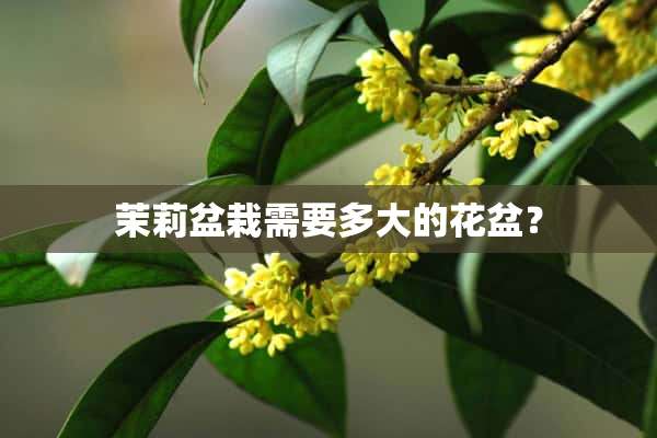 茉莉盆栽需要多大的花盆？