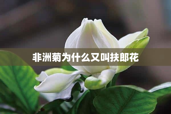 非洲菊为什么又叫扶郎花