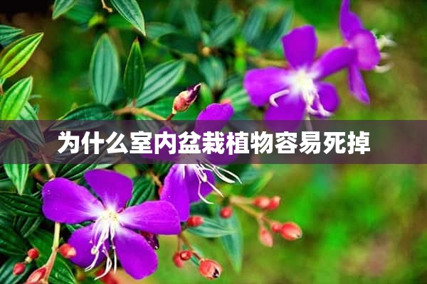 为什么室内盆栽植物容易死掉