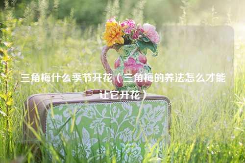 三角梅什么季节开花（三角梅的养法怎么才能让它开花）