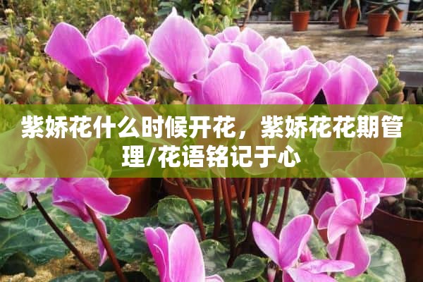 紫娇花什么时候开花，紫娇花花期管理/花语铭记于心