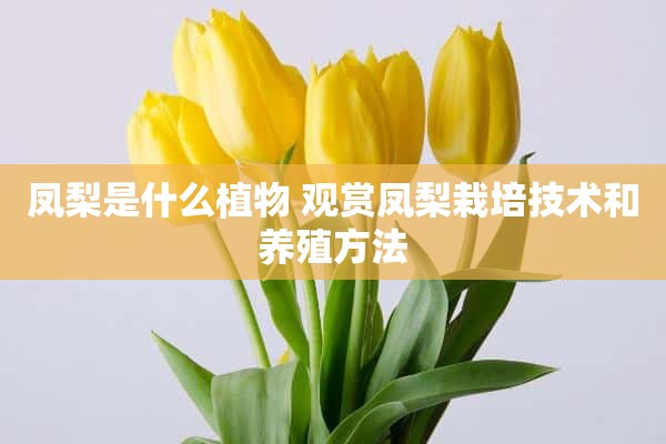 凤梨是什么植物 观赏凤梨栽培技术和养殖方法