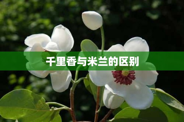 千里香与米兰的区别