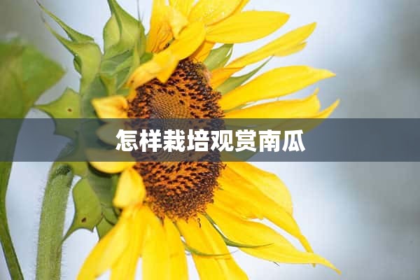 怎样栽培观赏南瓜