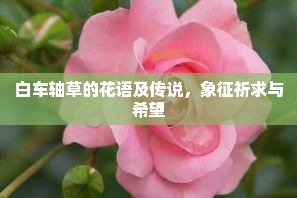 白车轴草的花语及传说，象征祈求与希望