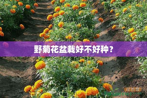 野菊花盆栽好不好种？