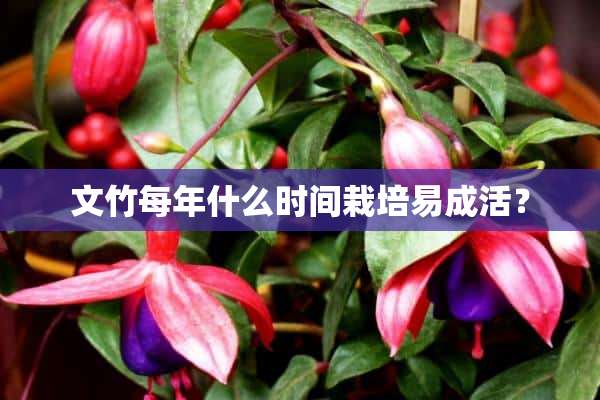 文竹每年什么时间栽培易成活？