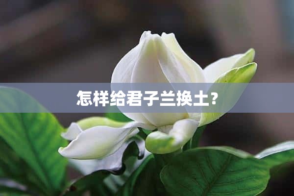 怎样给君子兰换土？