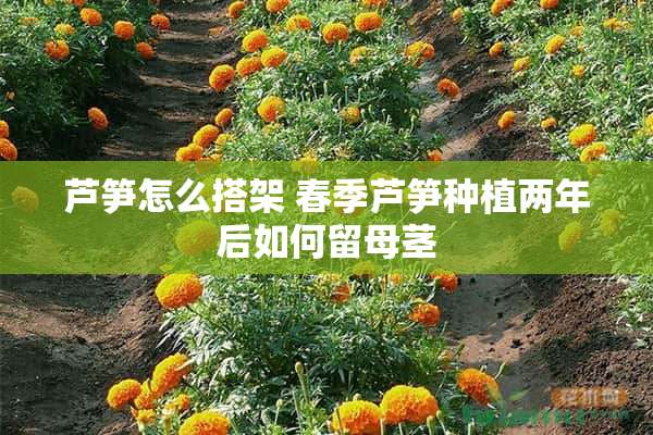 芦笋怎么搭架 春季芦笋种植两年后如何留母茎