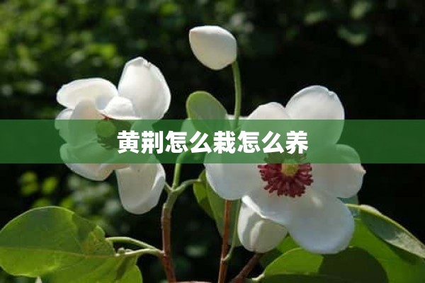 黄荆怎么栽怎么养