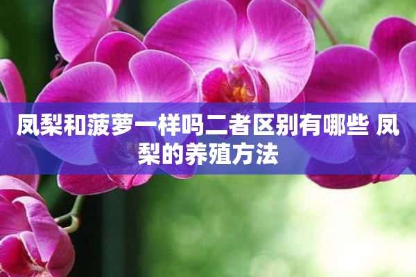 凤梨和菠萝一样吗二者区别有哪些 凤梨的养殖方法