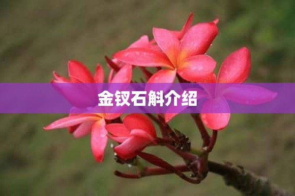 金钗石斛介绍