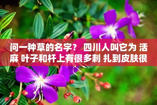 问一种草的名字？ 四川人叫它为 活麻 叶子和杆上有很多刺 扎到皮肤很痛