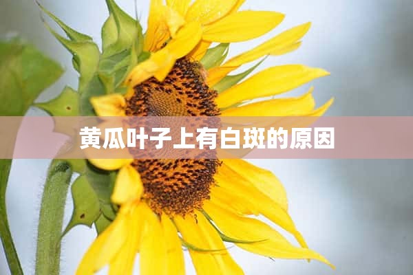 黄瓜叶子上有白斑的原因