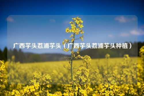 广西芋头荔浦芋头（广西芋头荔浦芋头种植）