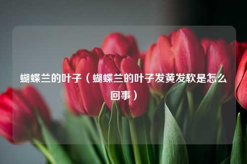 蝴蝶兰的叶子（蝴蝶兰的叶子发黄发软是怎么回事） 花卉