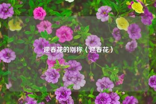 迎春花的别称（迎春花）