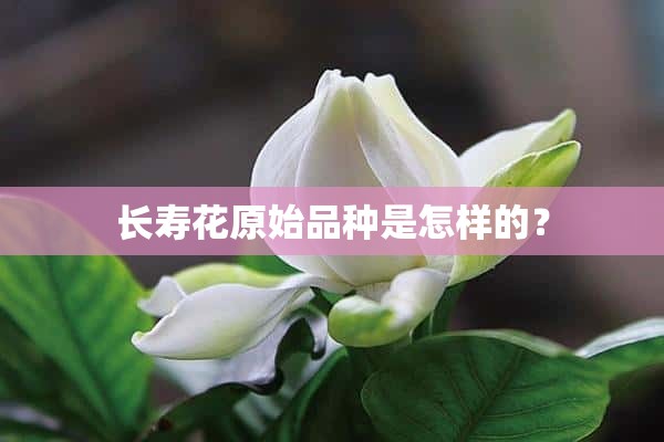 长寿花原始品种是怎样的？