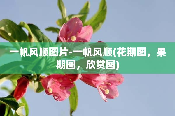 一帆风顺图片-一帆风顺(花期图，果期图，欣赏图)