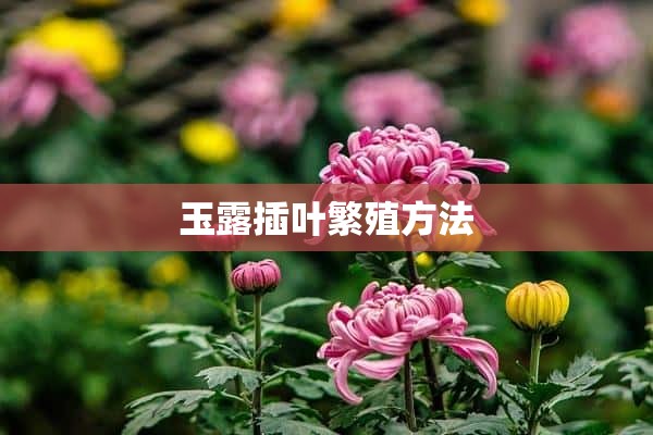 玉露插叶繁殖方法