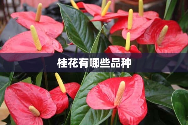 桂花有哪些品种