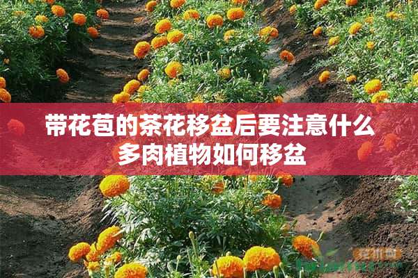 带花苞的茶花移盆后要注意什么 多肉植物如何移盆