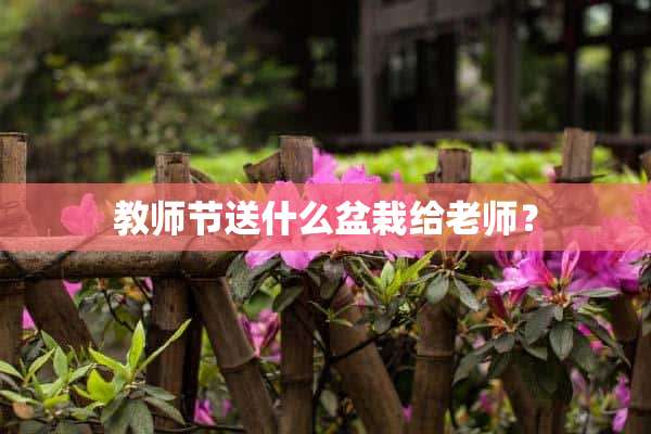 教师节送什么盆栽给老师？