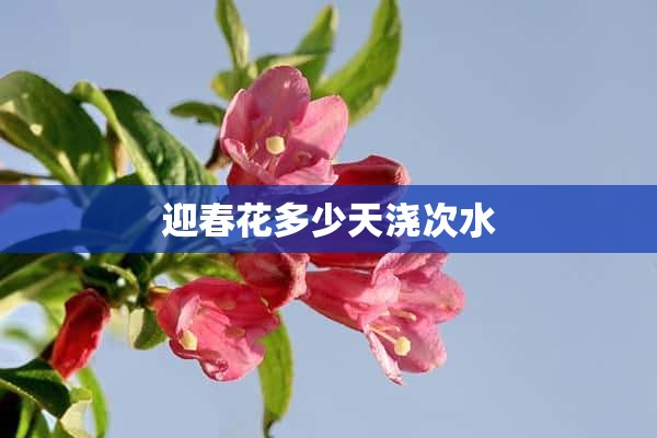 迎春花多少天浇次水