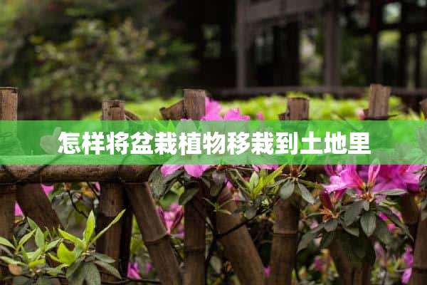 怎样将盆栽植物移栽到土地里